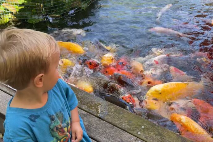 Krmení kaprů v Kio kavárně v Dubči