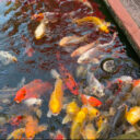 Krmení kaprů v Kio kavárně v Dubči.