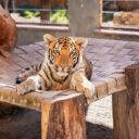 Minizoo kočkovitých šelem ve Chvojenci. Foto: ©Michal Král