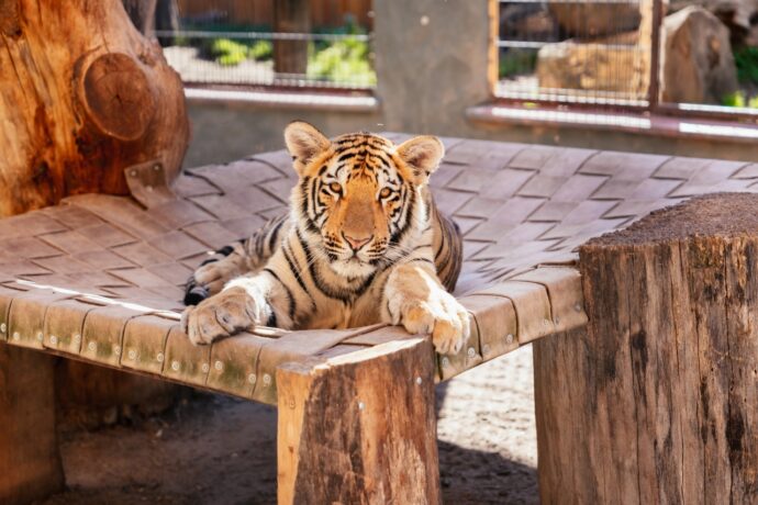 Minizoo kočkovitých šelem ve Chvojenci. Foto: ©Michal Král