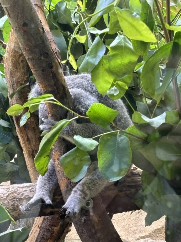 Koala medvídkovitý v zoo Drážďany. Foto: ©K. Pekařová