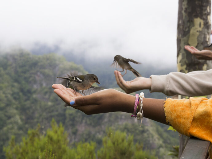 Madeira, fauna, vyhlídka Balcoes. Foto: ©CK Mundo