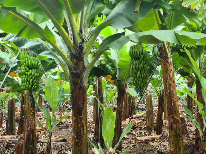 Madeira, banány. Foto: ©CK Mundo