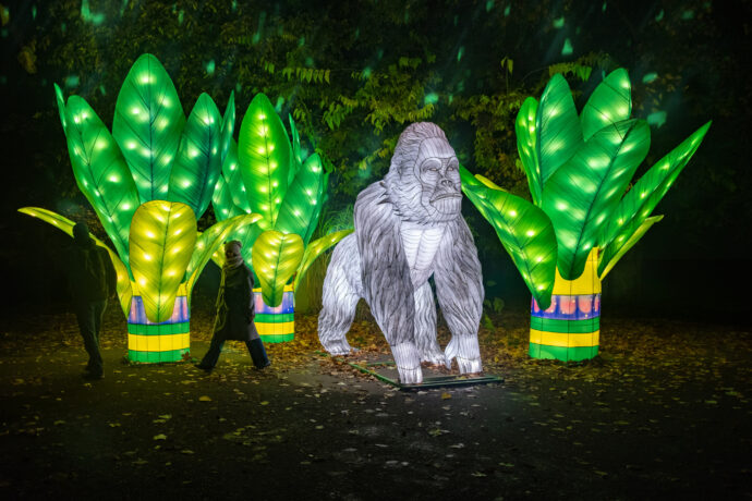 Gorila nížinná, jeden z vlajkových druhů Zoo Praha, nebude na výstavě chybět. Zdroj: Garden of Lights