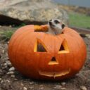 Halloween v Zelčíně. Foto © FB Zoopark Zelčín