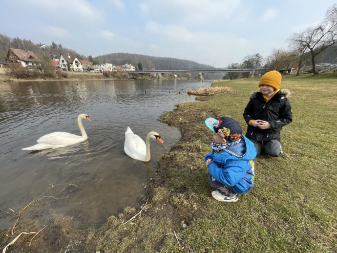 Pozorování zvědavých labutí u pumptracku. Foto: ©Šárka Kobrynová