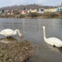 Řeka Berounka v Nižboru. Foto: ©Šárka Kobrynová