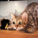 Svět iluzí je součástí parku. Foto: ©K. Pekařová