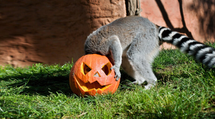 Dýňování v Zooparku Zájezd. Foto: ©Zoopark Zájezd