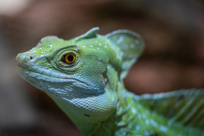 Bazilišek zelený. Při pohledu na něj sice nezkameníte, zato vás může překvapit „chůzí“ po vodě. Foto Tereza Mrhálková, Zoo Praha