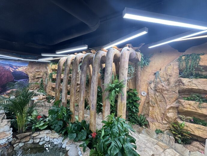 Obří žebra brontosaura dominují celému prostoru. Foto: ©K. Pekařová