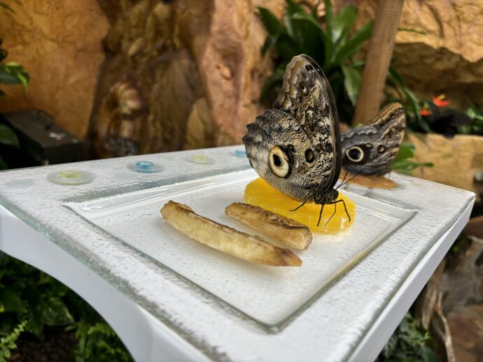 Papilonia. Foto: © K. Pekařová