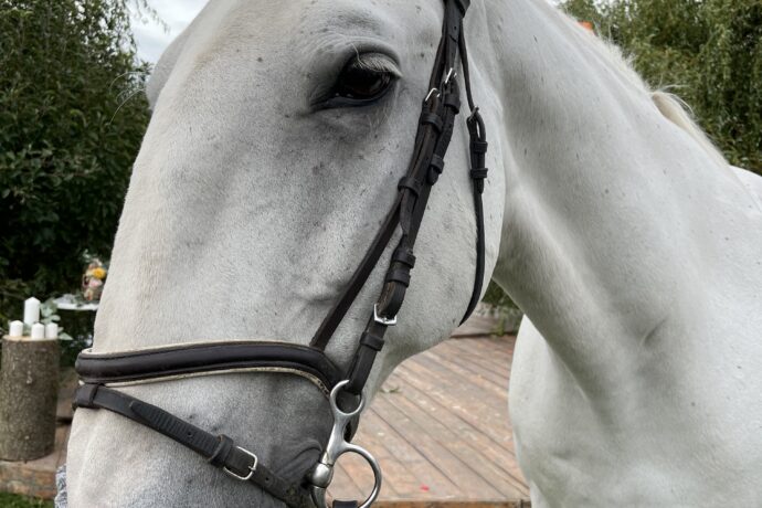 Svatomartinský kůň. Foto: ©Šárka Kobrynová