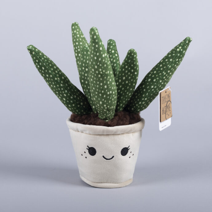 Dárek, plyšový kaktus. Foto © Botanická zahrada