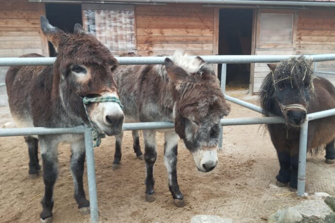 Zoopark plný lásky, zuřící opička i surikaty. Vydejte se do Zvířátkova v Olešné u Hořovic!