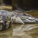 Foto: ©Zoo Jihlava