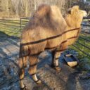 Nejmenší druh lišky a bílý tygr. Zoo Dvorec skrývá mnoho překvapení