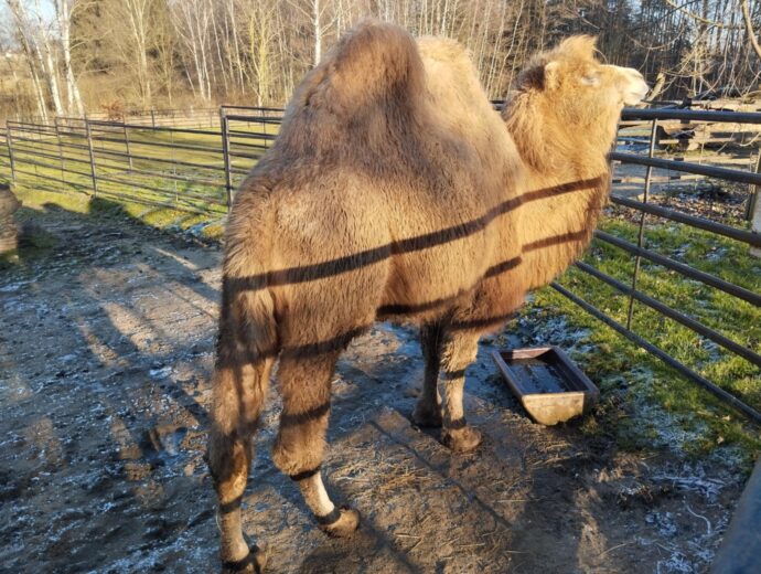 Zoo Dvorec. Foto © KatBer