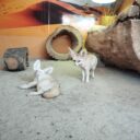 Nejmenší druh lišky a bílý tygr. Zoo Dvorec skrývá mnoho překvapení