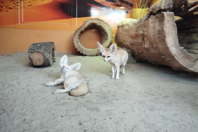 Nejmenší druh lišky a bílý tygr. Zoo Dvorec skrývá mnoho překvapení