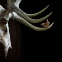 Česká příroda. Foto: ©tomas-grim