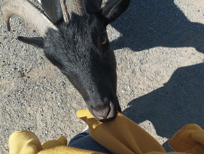 Království lesa Lipno. Foto: ©Sabina Huřťáková