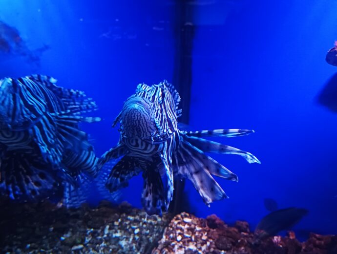 Svět pod hladinou ve Frymburku. Foto: ©Sabina Huřťáková