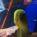 Svět pod hladinou ve Frymburku. Foto: ©Sabina Huřťáková