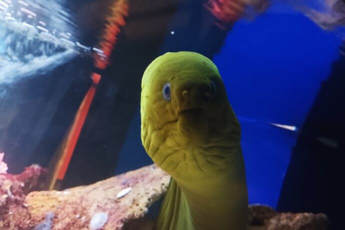 Svět pod hladinou ve Frymburku. Foto: ©Sabina Huřťáková