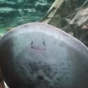 Svět pod hladinou ve Frymburku. Foto: ©Sabina Huřťáková