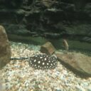 Svět pod hladinou ve Frymburku. Foto: ©Sabina Huřťáková