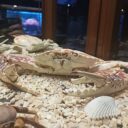 Svět pod hladinou ve Frymburku. Foto: ©Sabina Huřťáková