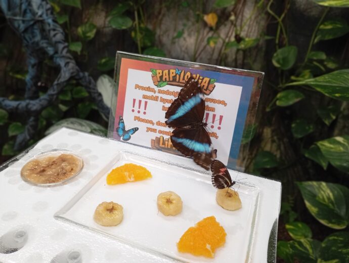Stovky exotických motýlů a zhruba 30 nejkrásnějších druhů z celé planety. Papilonia Lipno. Foto: ©Sabina Huřťáková