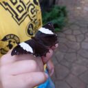 Papilonia Lipno. Foto: ©Sabina Huřťáková