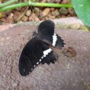 Papilonia Lipno. Foto: ©Sabina Huřťáková