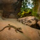 Plazi. Mločík císařský. Foto: ©tomas-klacek