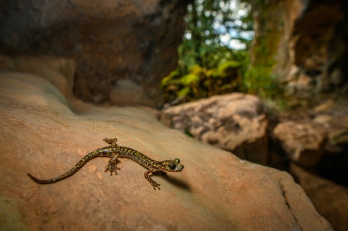 Plazi. Mločík císařský. Foto: ©tomas-klacek