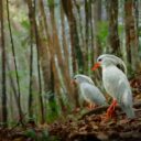 Ptáci. Foto: ©ondrej-pelanek