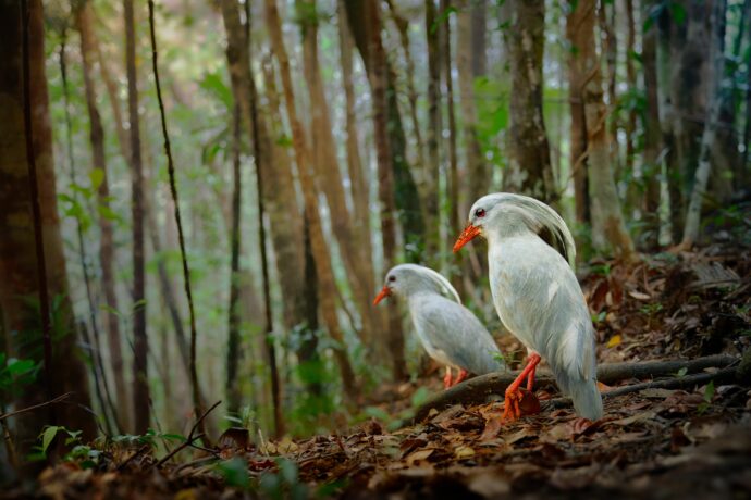Ptáci. Foto: ©ondrej-pelanek