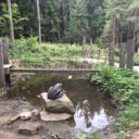 Areál lesních her u Prachatic. Foto: ©Sabina Huřťáková