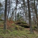 Zaječí vrch u Benešova nad Černou. Foto: ©Sabina Huřťáková