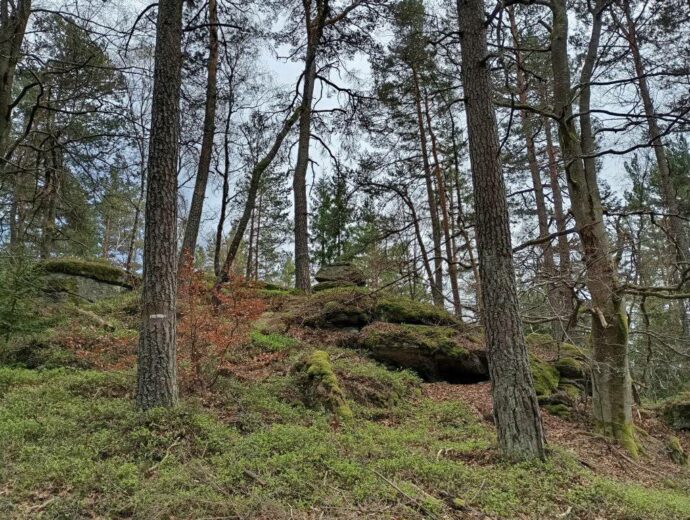Zaječí vrch u Benešova nad Černou. Foto: ©Sabina Huřťáková