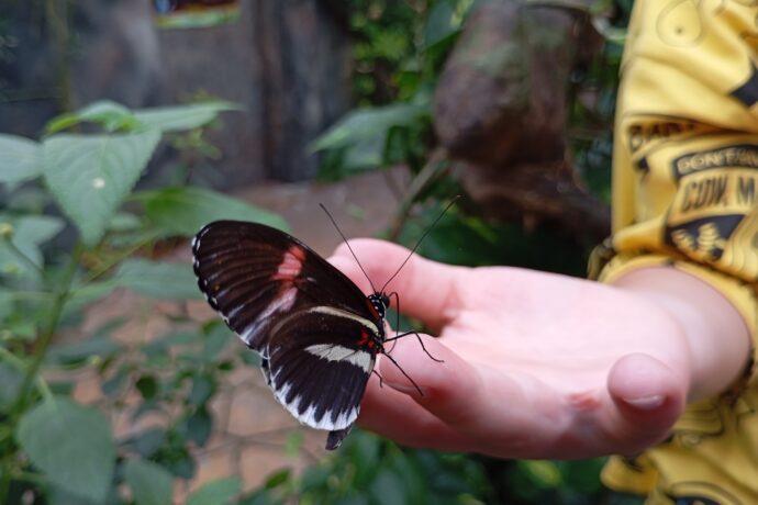 Papilonia Lipno. Foto: ©Sabina Huřťáková