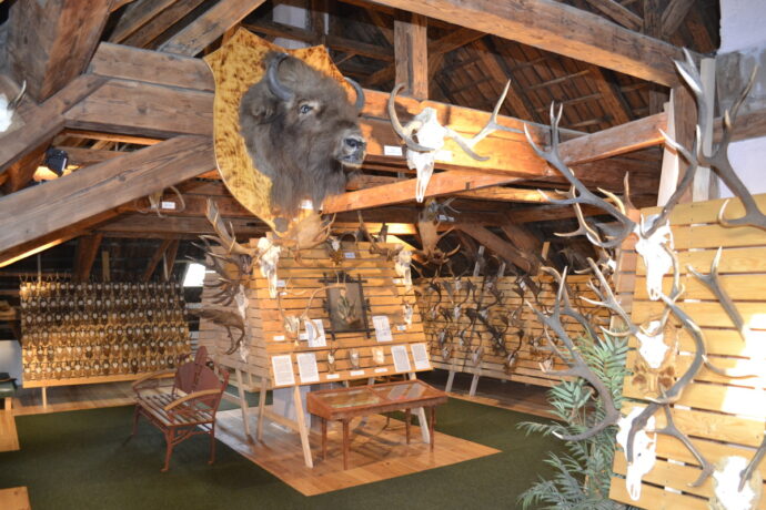 Expozice loveckých trofejí. Foto: ©Městské muzeum a galerie Lomnice nad Popelkou