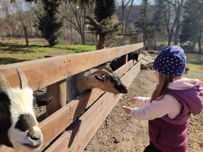 Krmení koziček je pro děti zábava. Foto © se svolením Lucie Stříbrná