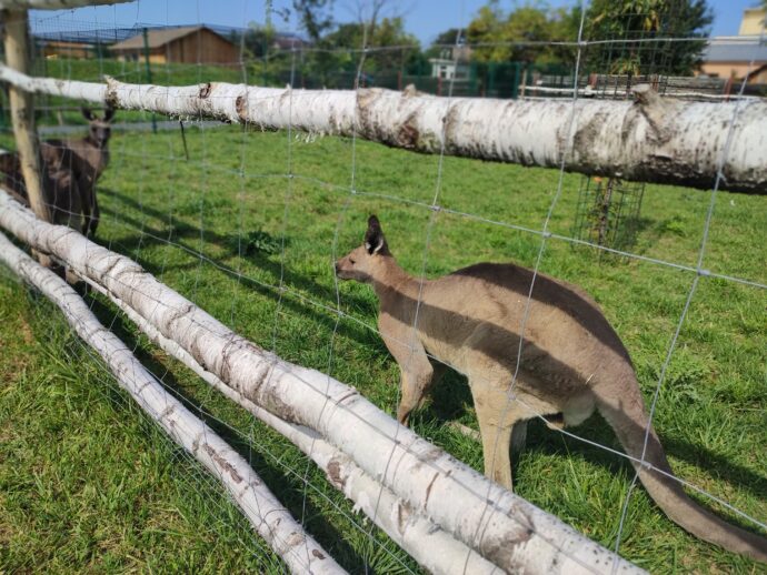 Projít lze i ohradou klokanů. Foto © se svolením Lucie Stříbrná