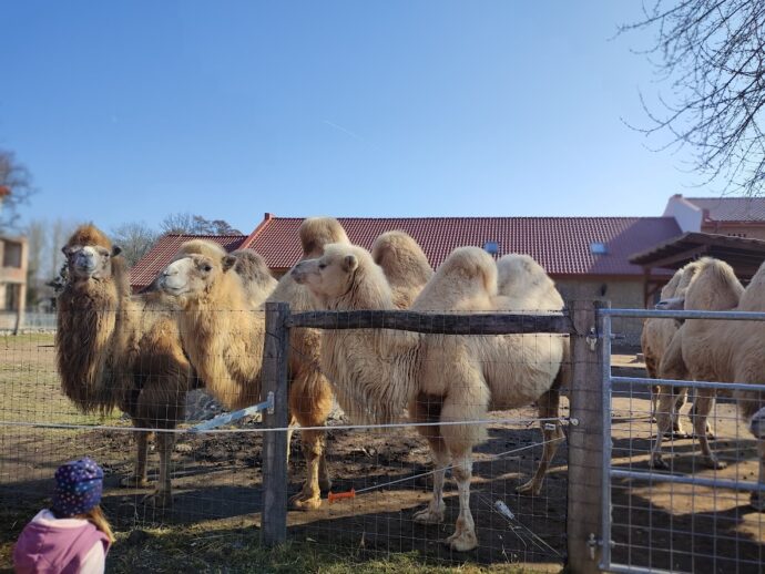 Velbloudy lze krmit. Foto © se svolením Lucie Stříbrná
