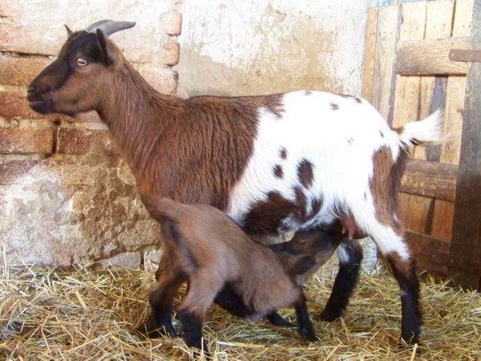 Zoo Chleby. Foto © Šjů / Creative Commons / CC-BY-SA-3.0