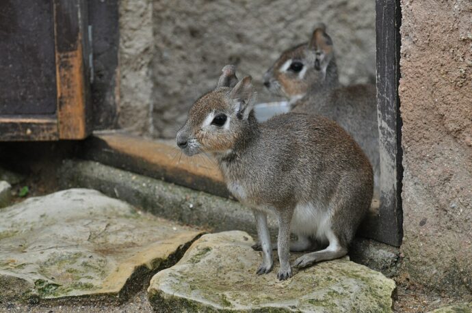Zoopark Zájezd. Foto © Lukáš Nekolný / Creative Commons / CC-BY-SA-4.0