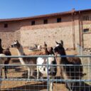 Nezapomenutelný výlet do zábavního parku Bylandia. Krmení zvířátek i skvělá hřiště!